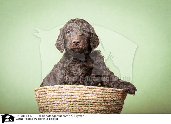 Giant Poodle Puppy in a basket / AH-01179