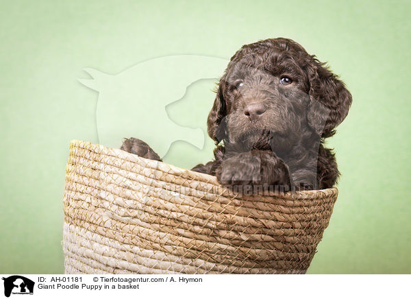 Giant Poodle Puppy in a basket / AH-01181