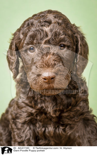 Giant Poodle Puppy portrait / AH-01183