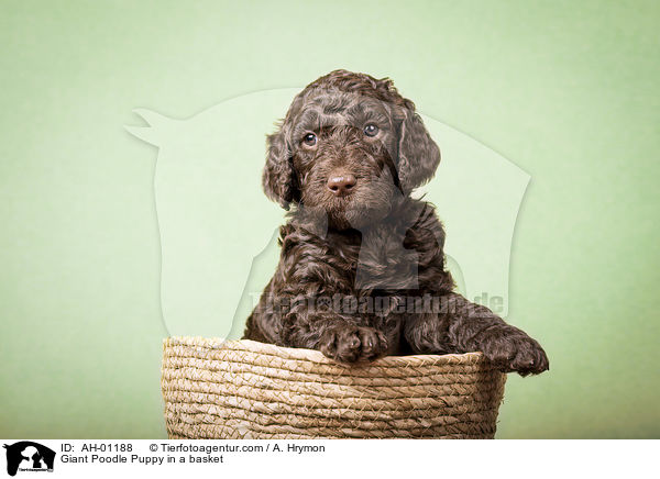 Giant Poodle Puppy in a basket / AH-01188