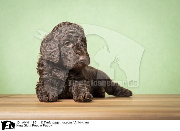 lying Giant Poodle Puppy / AH-01189