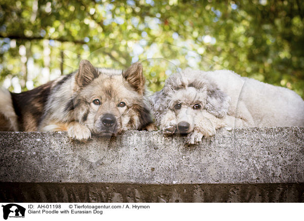 Giant Poodle with Eurasian Dog / AH-01198