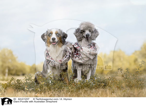 Gropudel mit Australian Shepherd / Giant Poodle with Australian Shepherd / AH-01207
