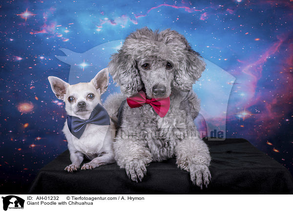 Gropudel mit Chihuahua / Giant Poodle with Chihuahua / AH-01232