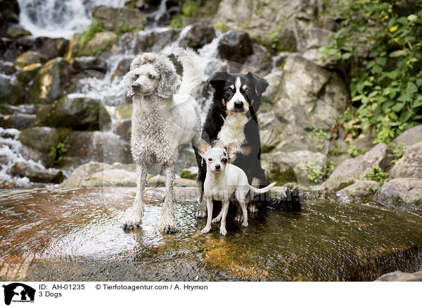 3 Hunde / 3 Dogs / AH-01235