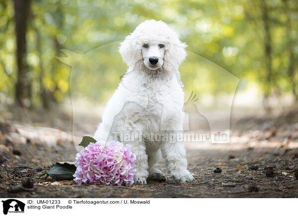 sitzender Gropudel / sitting Giant Poodle / UM-01233