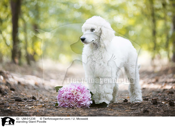 standing Giant Poodle / UM-01236