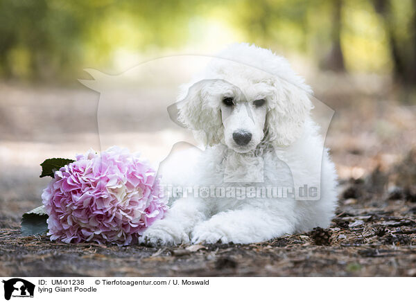 liegender Gropudel / lying Giant Poodle / UM-01238