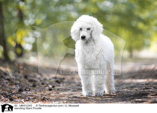 standing Giant Poodle / UM-01245