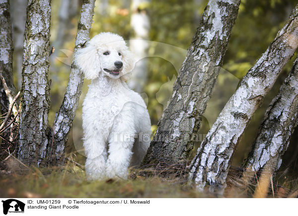 stehender Gropudel / standing Giant Poodle / UM-01259