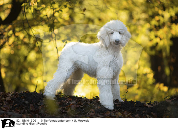standing Giant Poodle / UM-01306