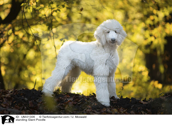 stehender Gropudel / standing Giant Poodle / UM-01306