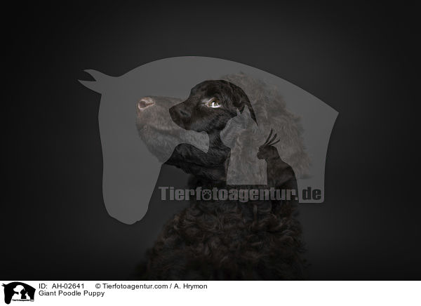 Giant Poodle Puppy / AH-02641