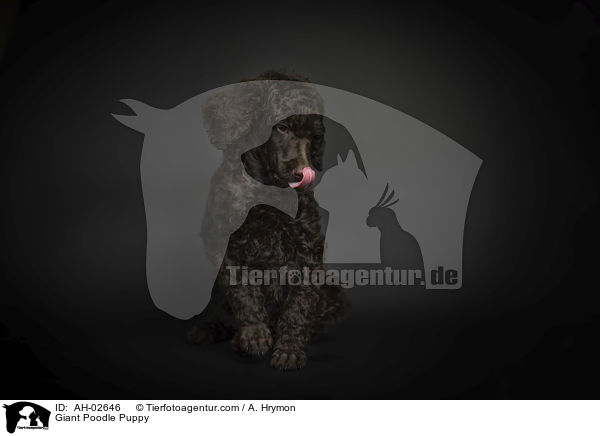 Giant Poodle Puppy / AH-02646