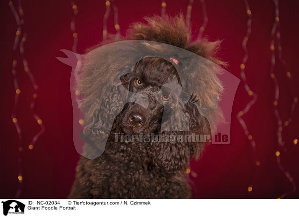 Gropudel Portrait / Giant Poodle Portrait / NC-02034