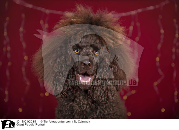 Gropudel Portrait / Giant Poodle Portrait / NC-02035