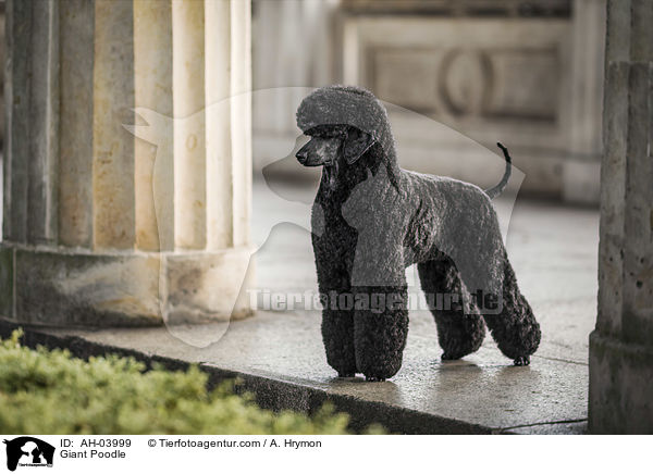 Giant Poodle / AH-03999