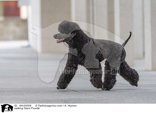walking Giant Poodle / AH-04009