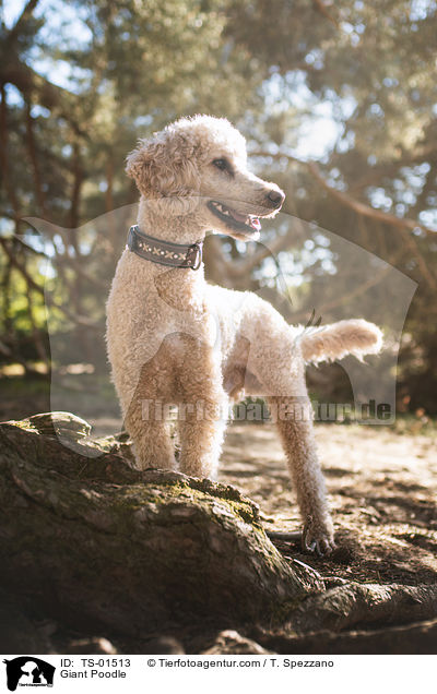 Giant Poodle / TS-01513