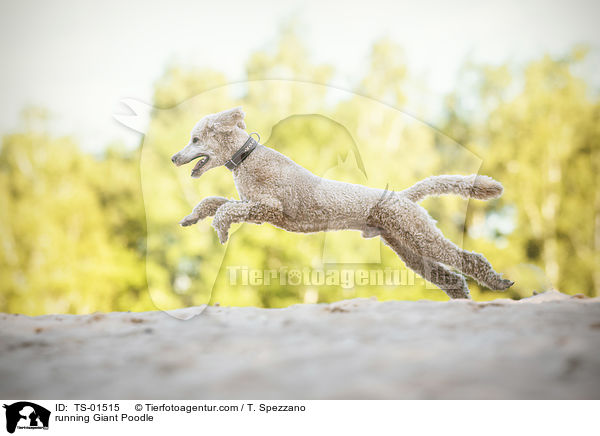 rennender Gropudel / running Giant Poodle / TS-01515
