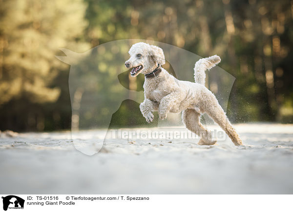 rennender Gropudel / running Giant Poodle / TS-01516