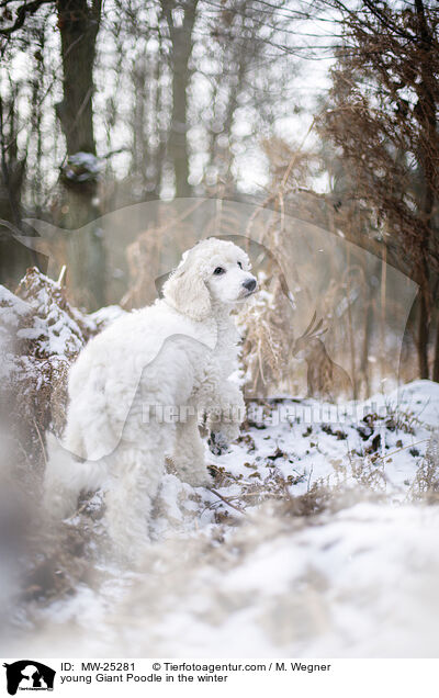 young Giant Poodle in the winter / MW-25281