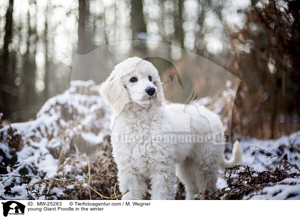 young Giant Poodle in the winter / MW-25283