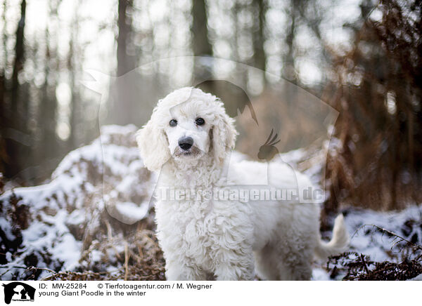 young Giant Poodle in the winter / MW-25284