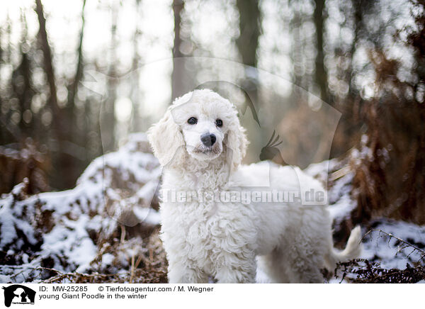 young Giant Poodle in the winter / MW-25285