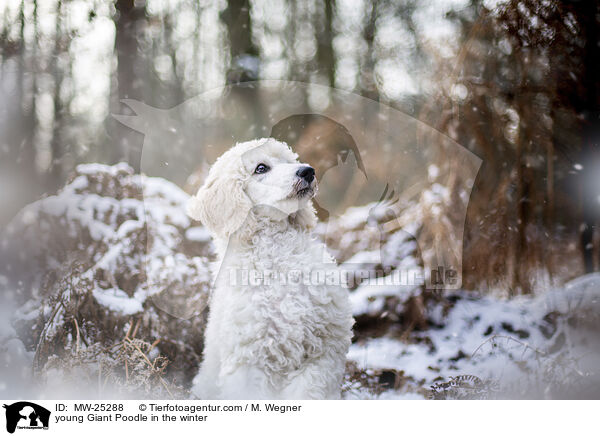 young Giant Poodle in the winter / MW-25288