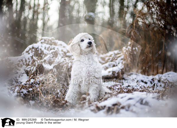 junger Gro�pudel im Winter / young Giant Poodle in the winter / MW-25289