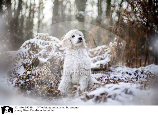 young Giant Poodle in the winter / MW-25289