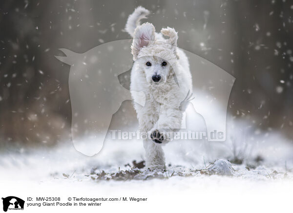 junger Gropudel im Winter / young Giant Poodle in the winter / MW-25308