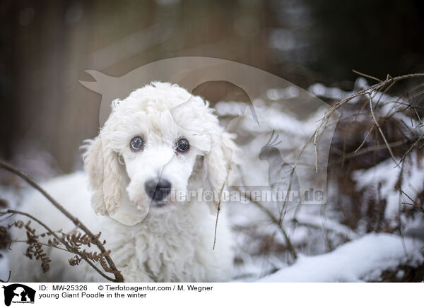 young Giant Poodle in the winter / MW-25326