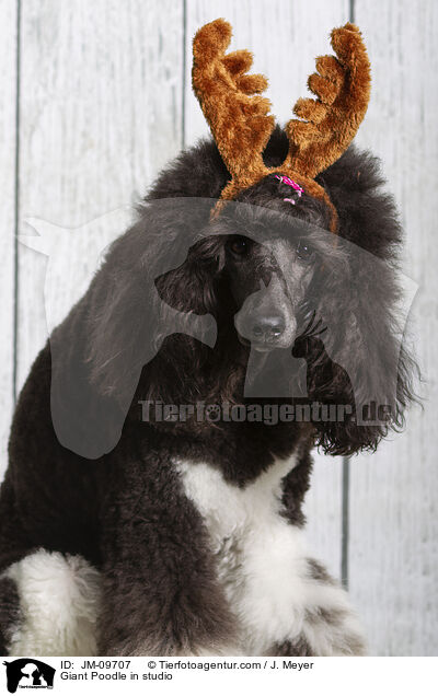 Gropudel im Studio / Giant Poodle in studio / JM-09707