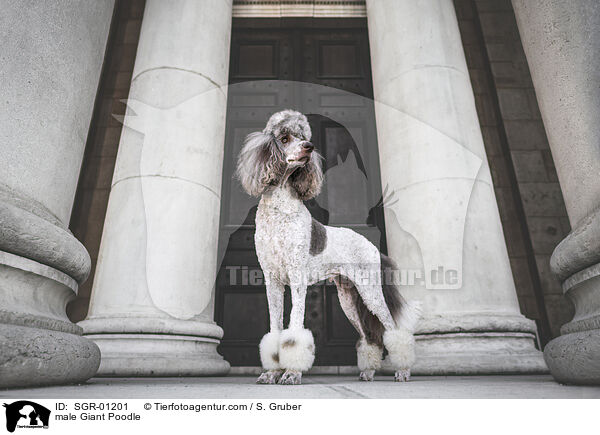 male Giant Poodle / SGR-01201