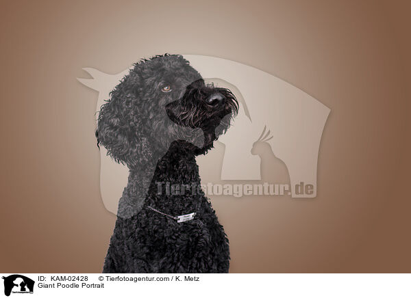 Giant Poodle Portrait / KAM-02428