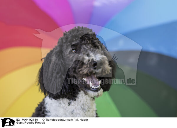 Gropudel Portrait / Giant Poodle Portrait / MAH-02740