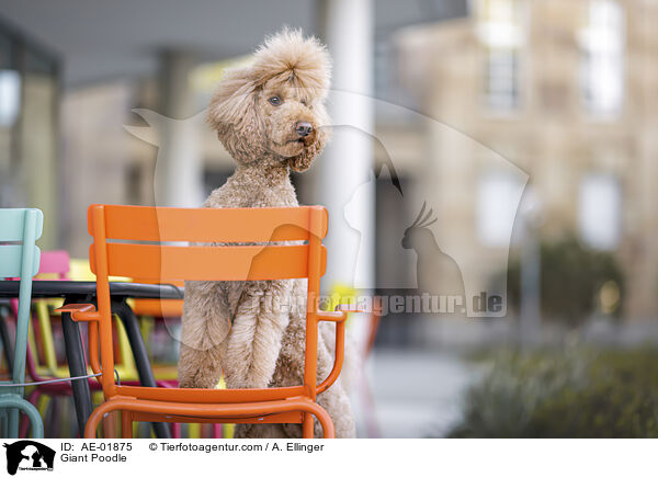 Gropudel / Giant Poodle / AE-01875