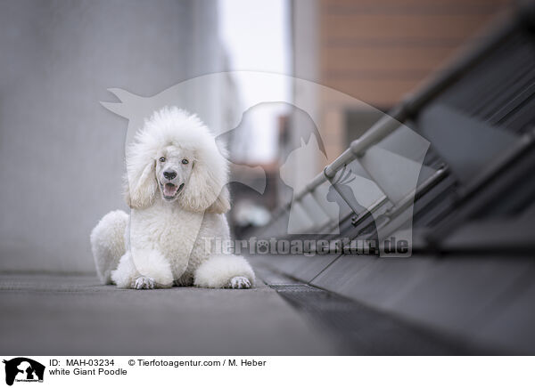 weier Gropudel / white Giant Poodle / MAH-03234