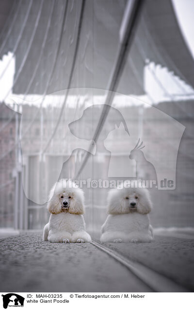 weier Gropudel / white Giant Poodle / MAH-03235
