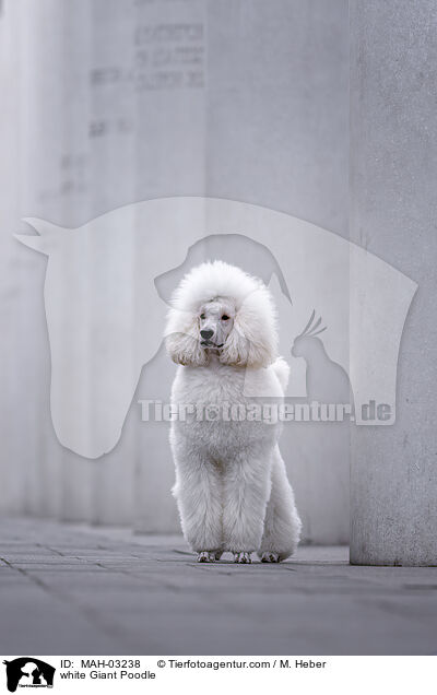 white Giant Poodle / MAH-03238