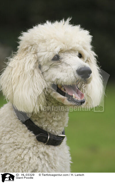 Giant Poodle / HL-03329