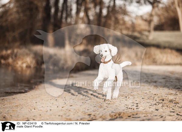 Gropudel Rde / male Giant Poodle / NP-03419