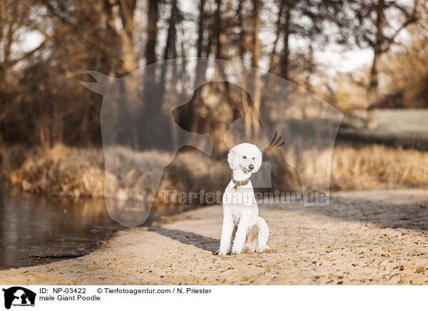 male Giant Poodle / NP-03422