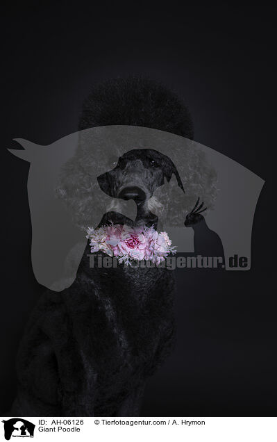 Gropudel / Giant Poodle / AH-06126