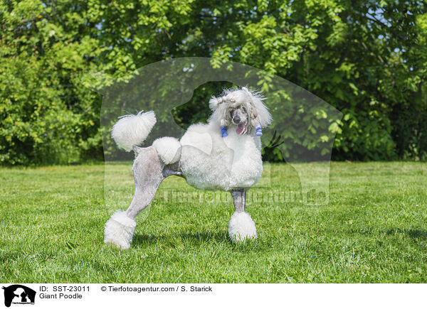 Giant Poodle / SST-23011