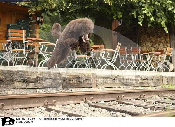 giant poodle / JM-15210