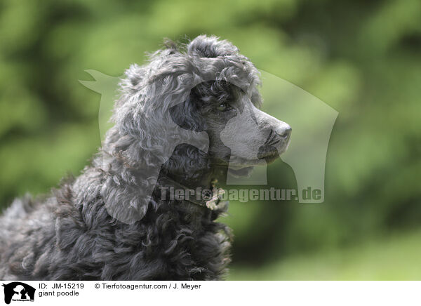 giant poodle / JM-15219