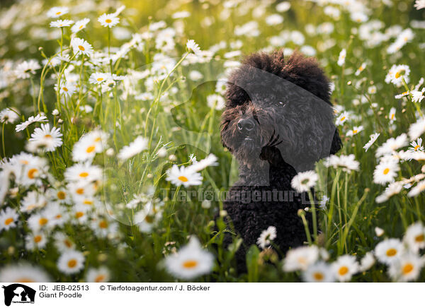 Giant Poodle / JEB-02513